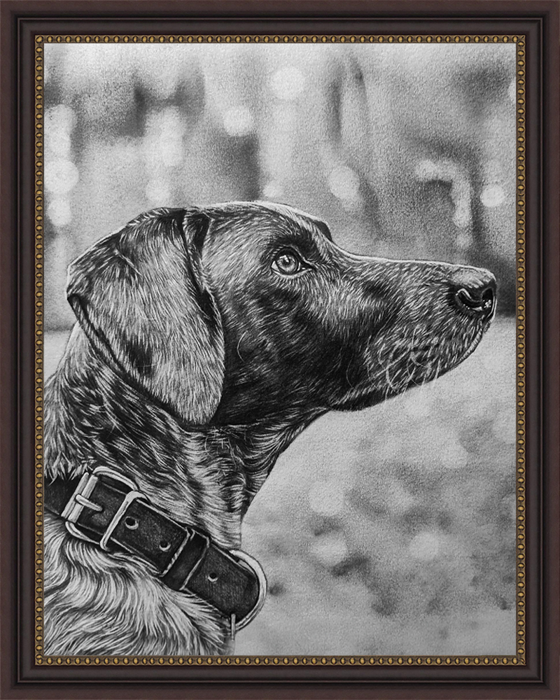 Dog in profile wearing a leather collar, pencil pet portrait